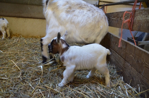 Jonge geitjes geboren in wijkboerderij