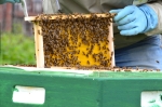 In actie voor de bijen in Stadshagen tijdens NLdoet