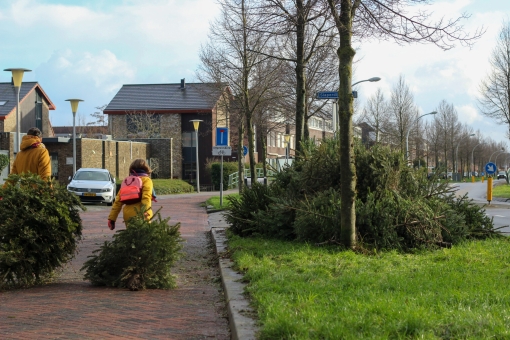 Stadshagen leverde weer veel kerstbomen in